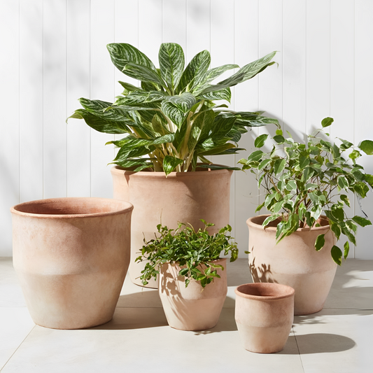 Terracotta Planters